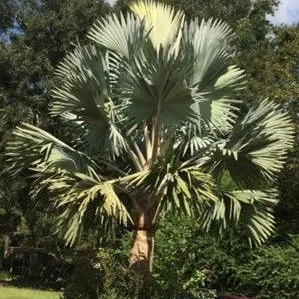 thumbnail for publication: Bismarckia nobilis: Bismarck Palm
